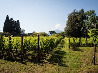 Visita privada con cata de vinos y degustación desde Pompeya